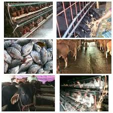 POULTRY & DAIRY & FISHERIES 